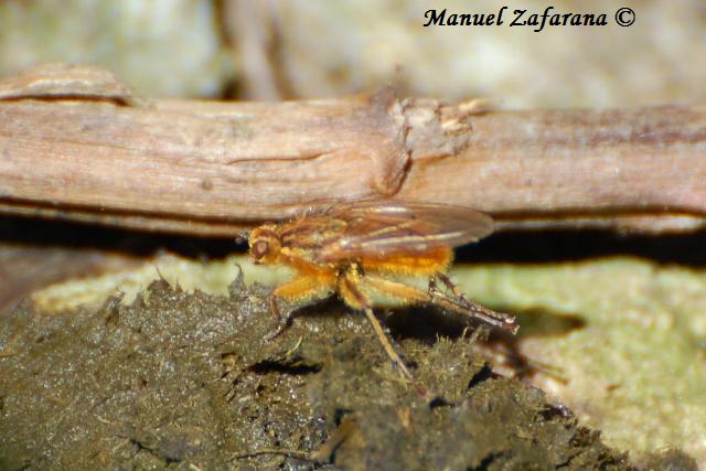 Dittero giallo oro.. Scathophaga stercoraria.